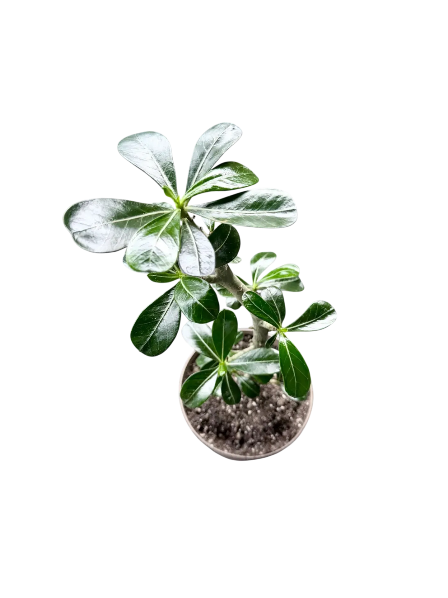 Adenium obesum