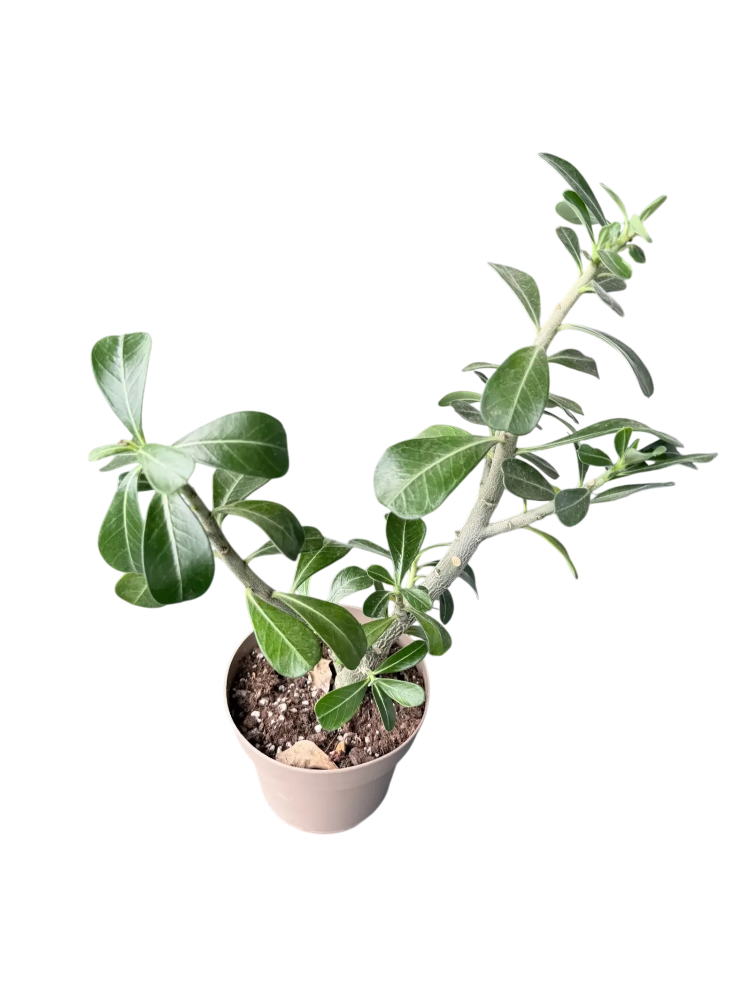 Adenium obesum