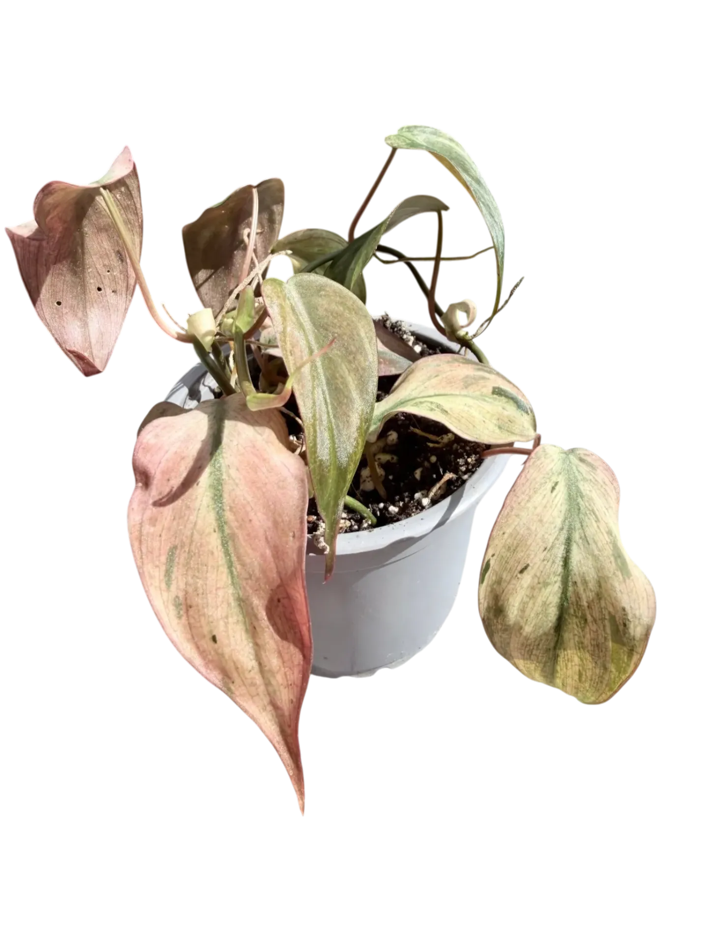 Philodendron micans "Mint Pink Variegata" — Pot Ø 10 cm
