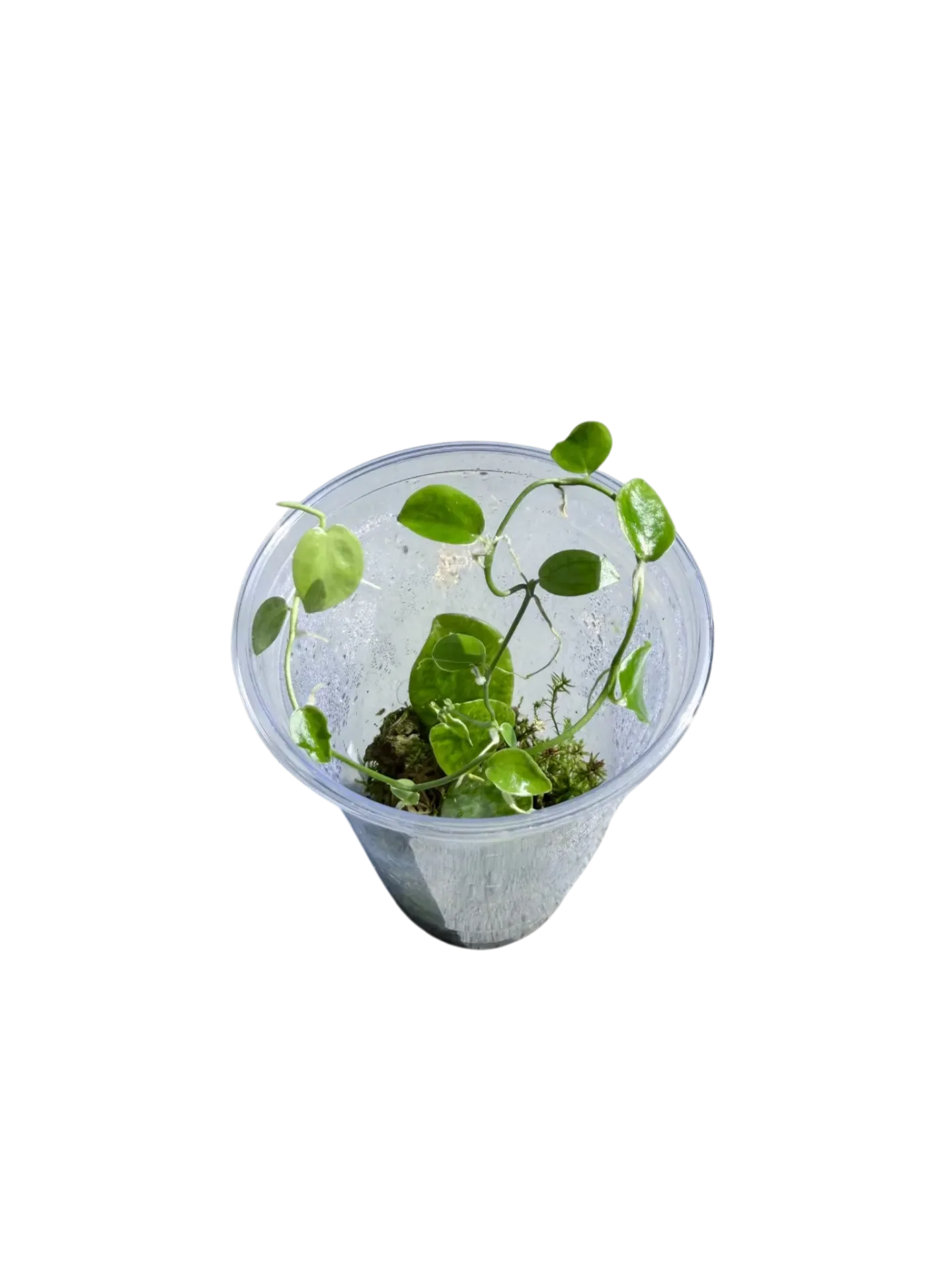 Pothos ovatifolius — en sphaigne