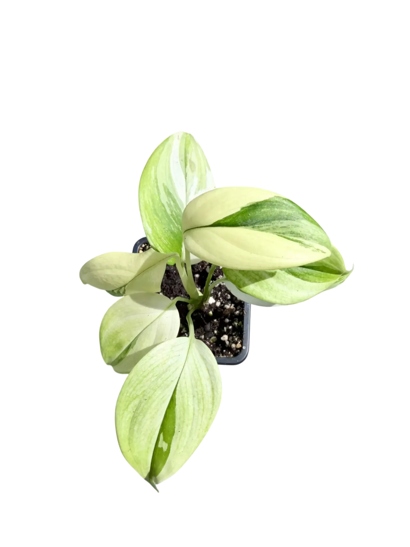 Scindapsus Sp. Indonésie 'Rubicon' — Pot Ø 8 cm