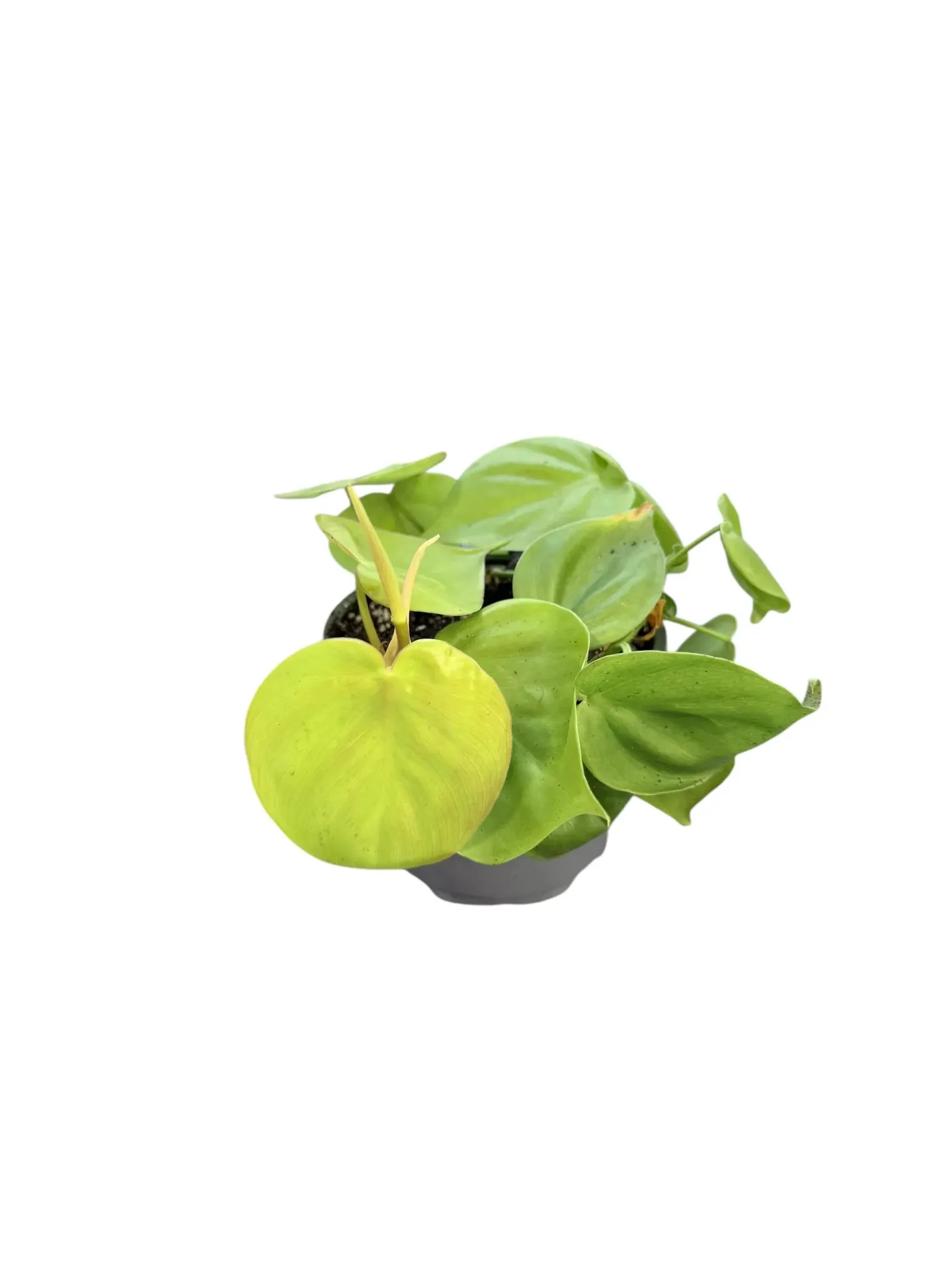 Philodendron Hederaceum "Lemon Lime" 