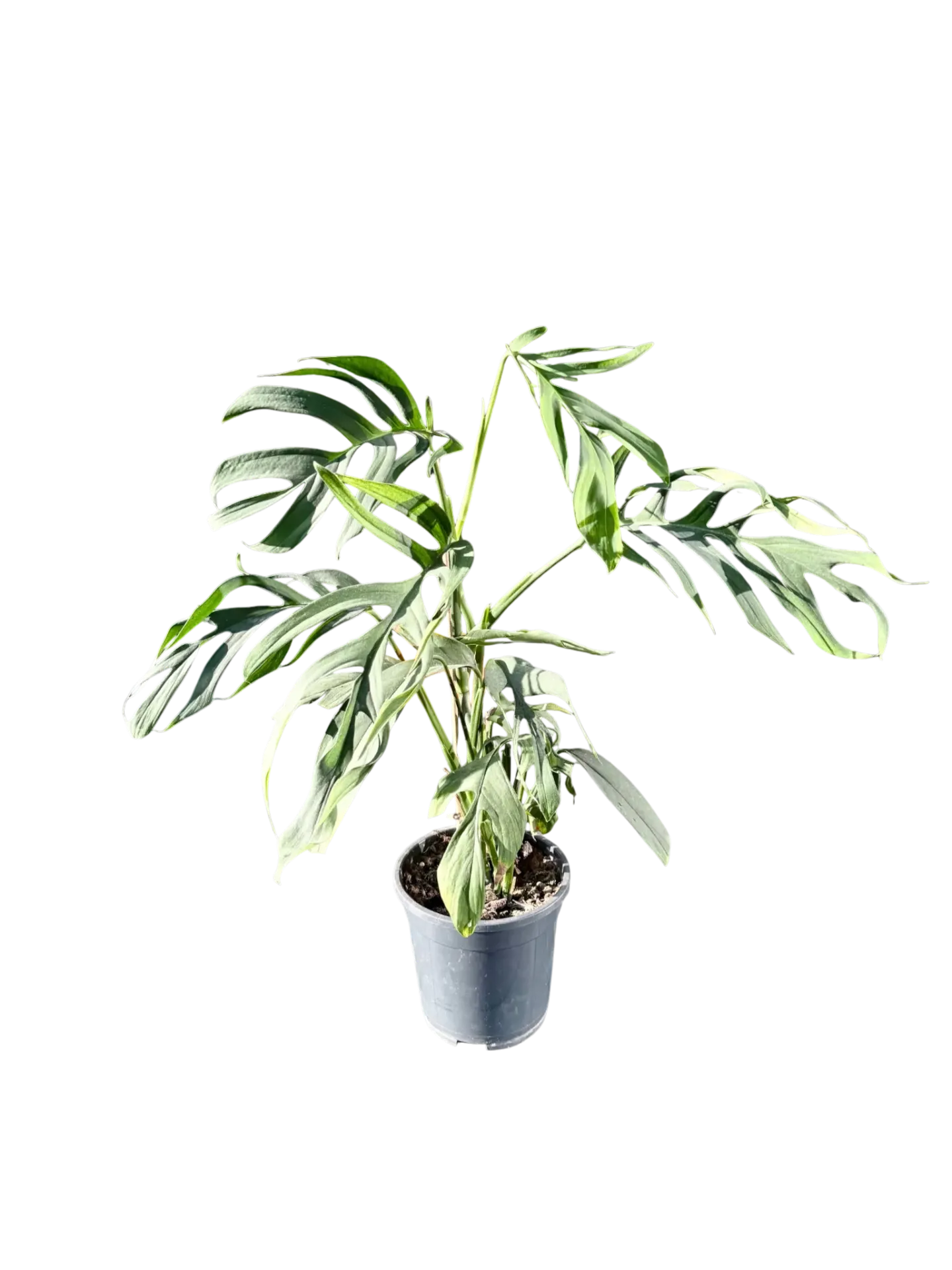 Monstera croatii — Pot Ø 14 cm (XL)