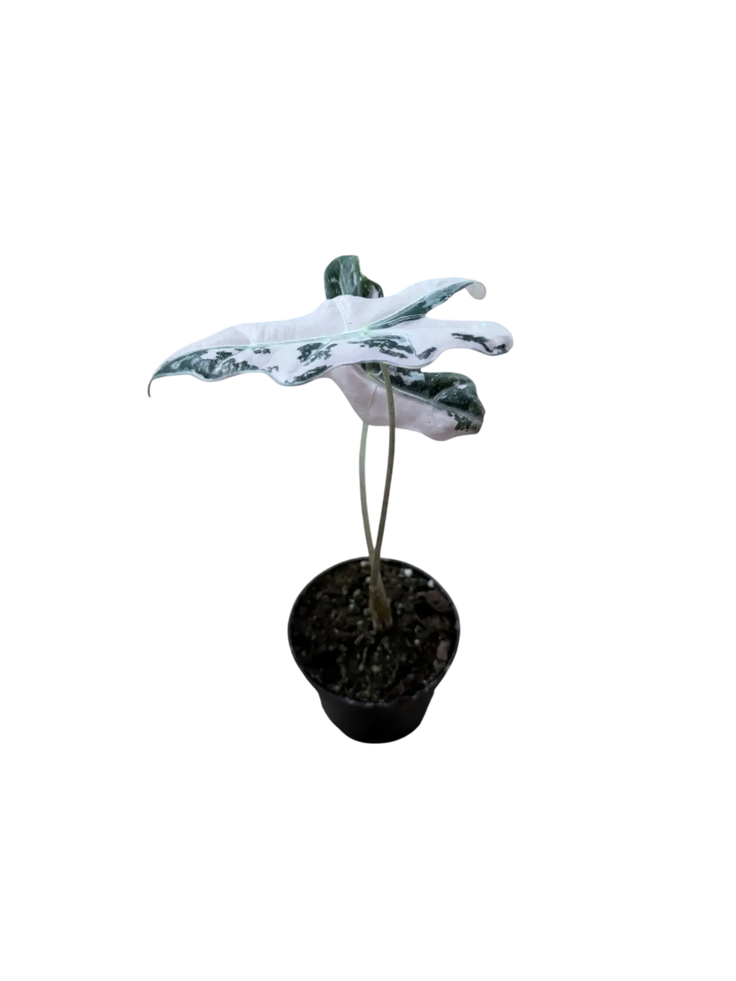 Alocasia sanderiana nobilis "pink variegata" — Pot Ø 7 cm