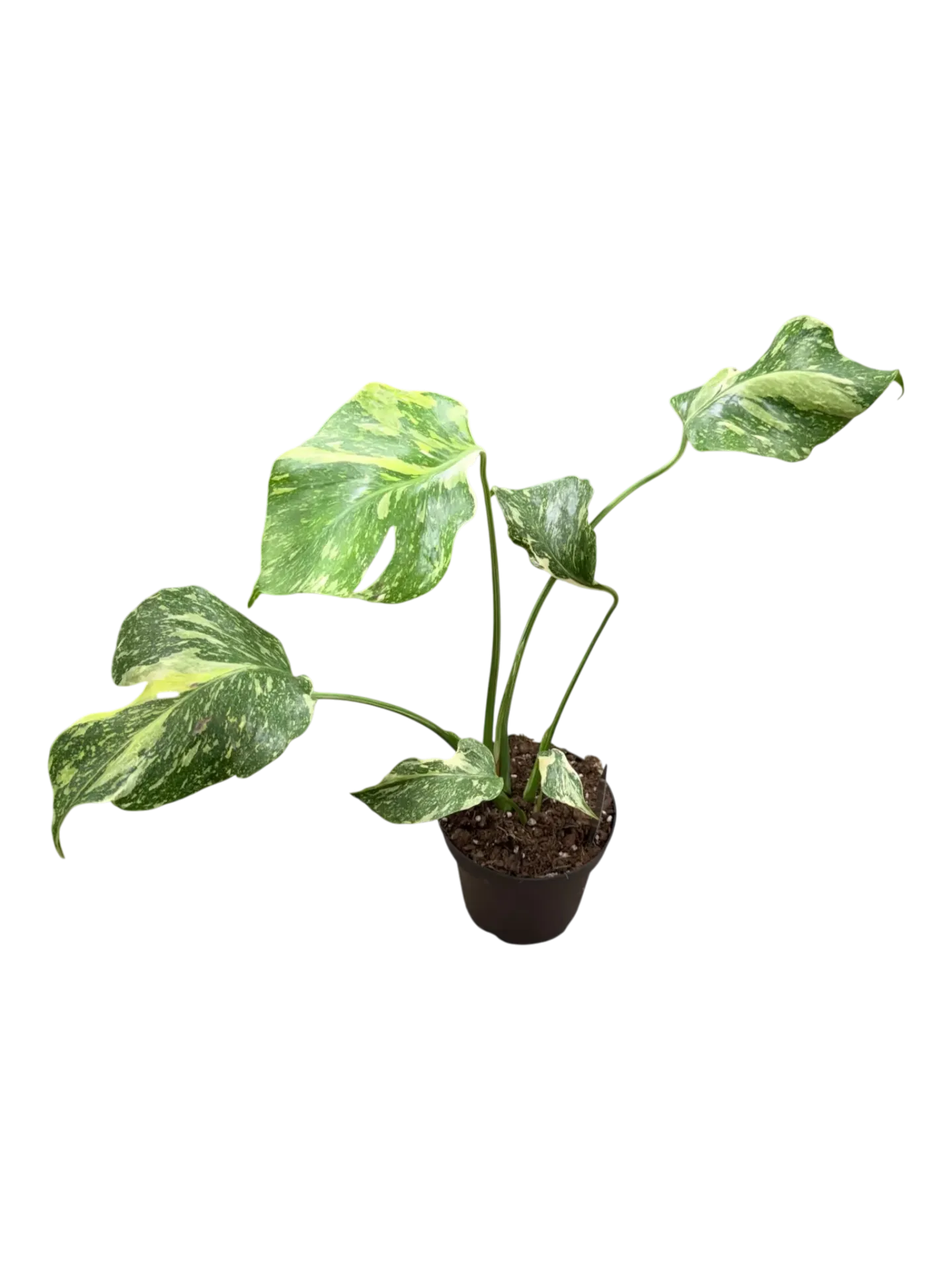 Monstera Electrolight "tri-color" — Pot Ø 14 cm