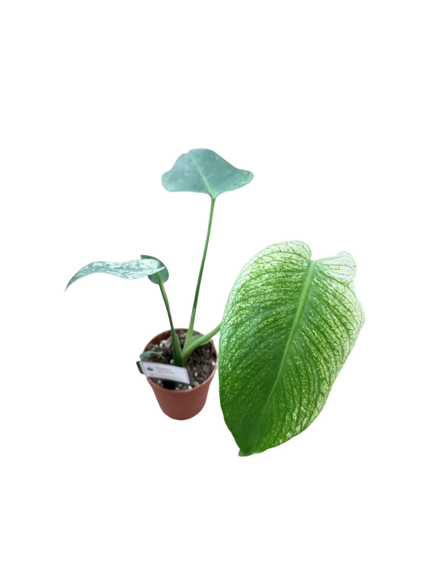 Monstera "Devil Monster" — Pot Ø 10 cm