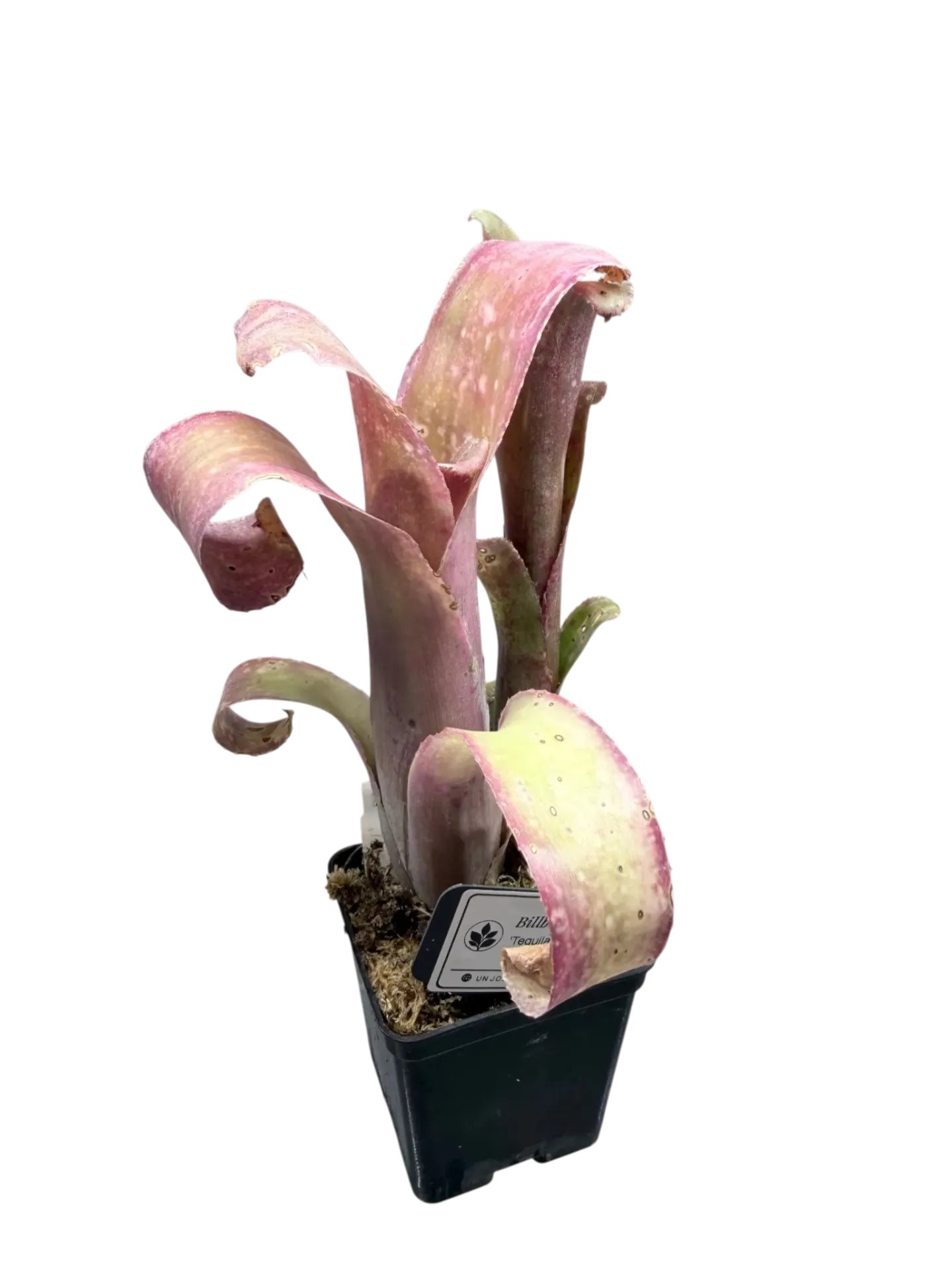 Billbergia 'Tequila Sunset' — Pot Ø 6 cm