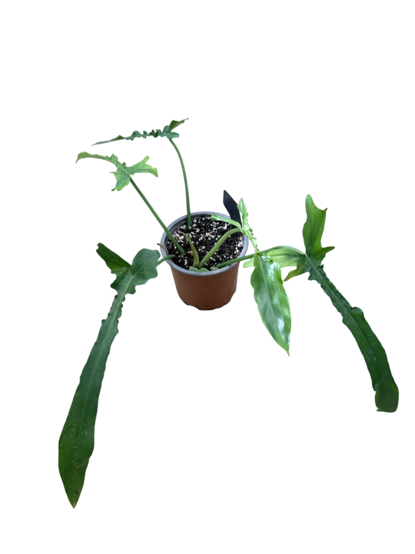 Philodendron "Belle Isle" — Pot Ø 12 cm