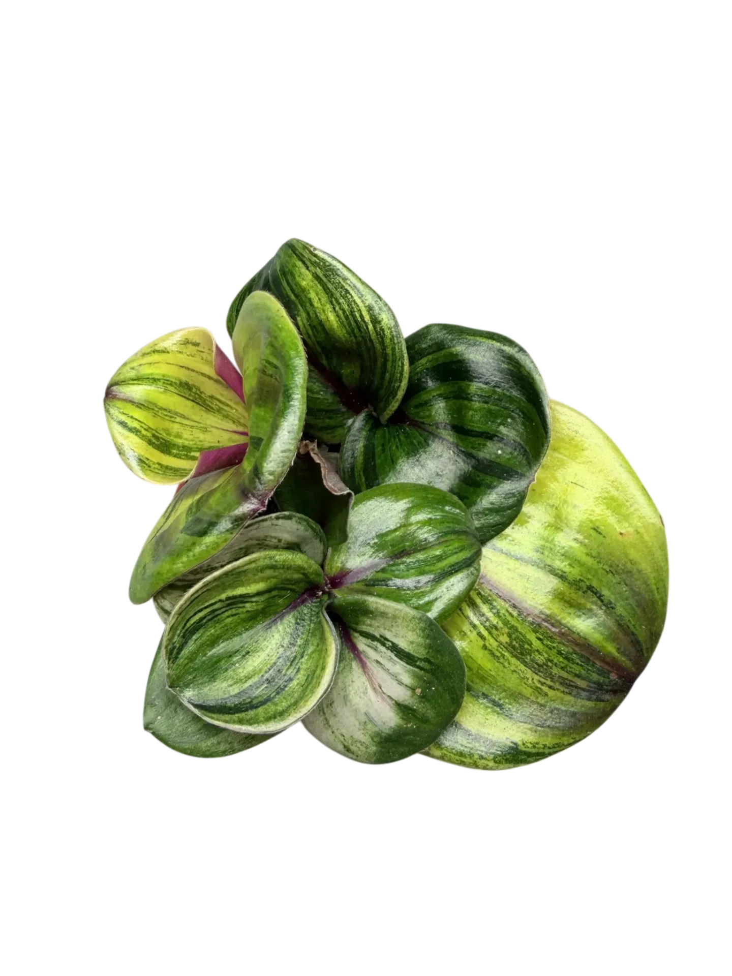 Geogenanthus ciliatus "Aura Flame" — Pot Ø 7 cm (4 départs)