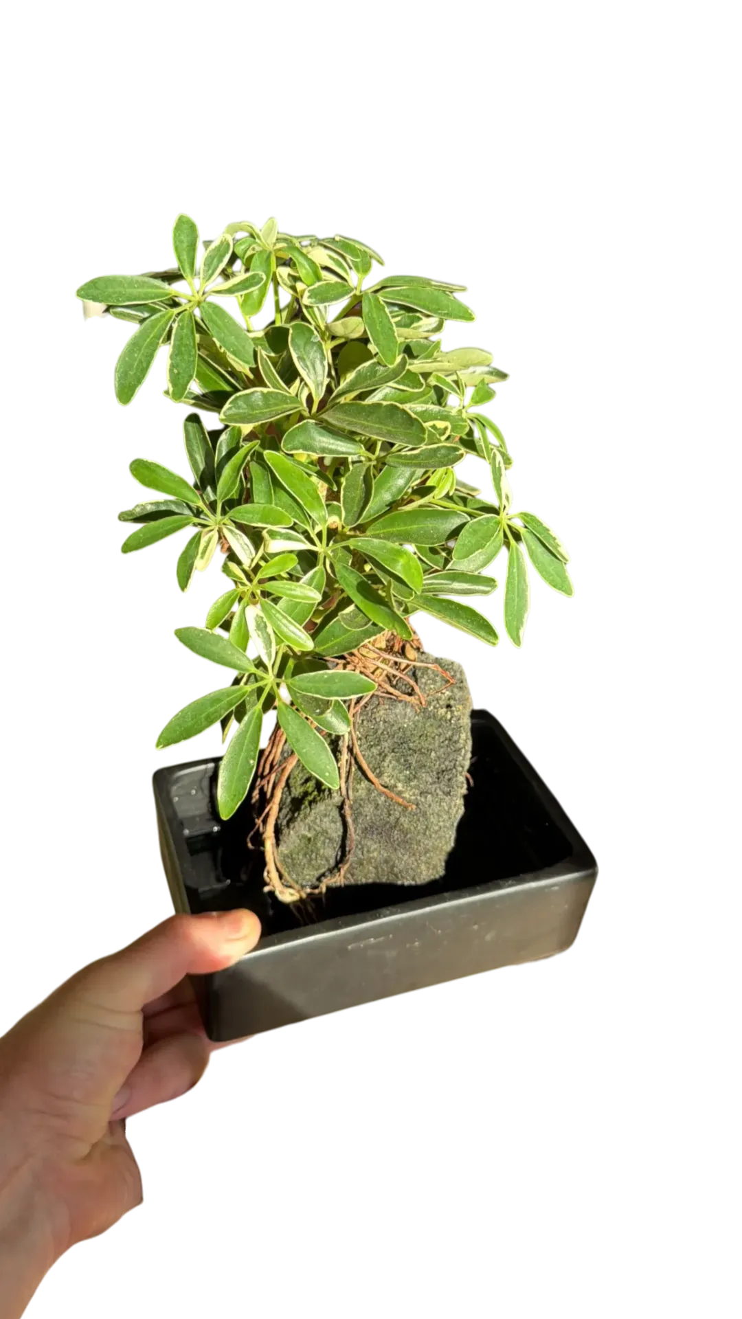 Schefflera arboricola "Variegata" (sur pierre) — Pot 20/10 cm