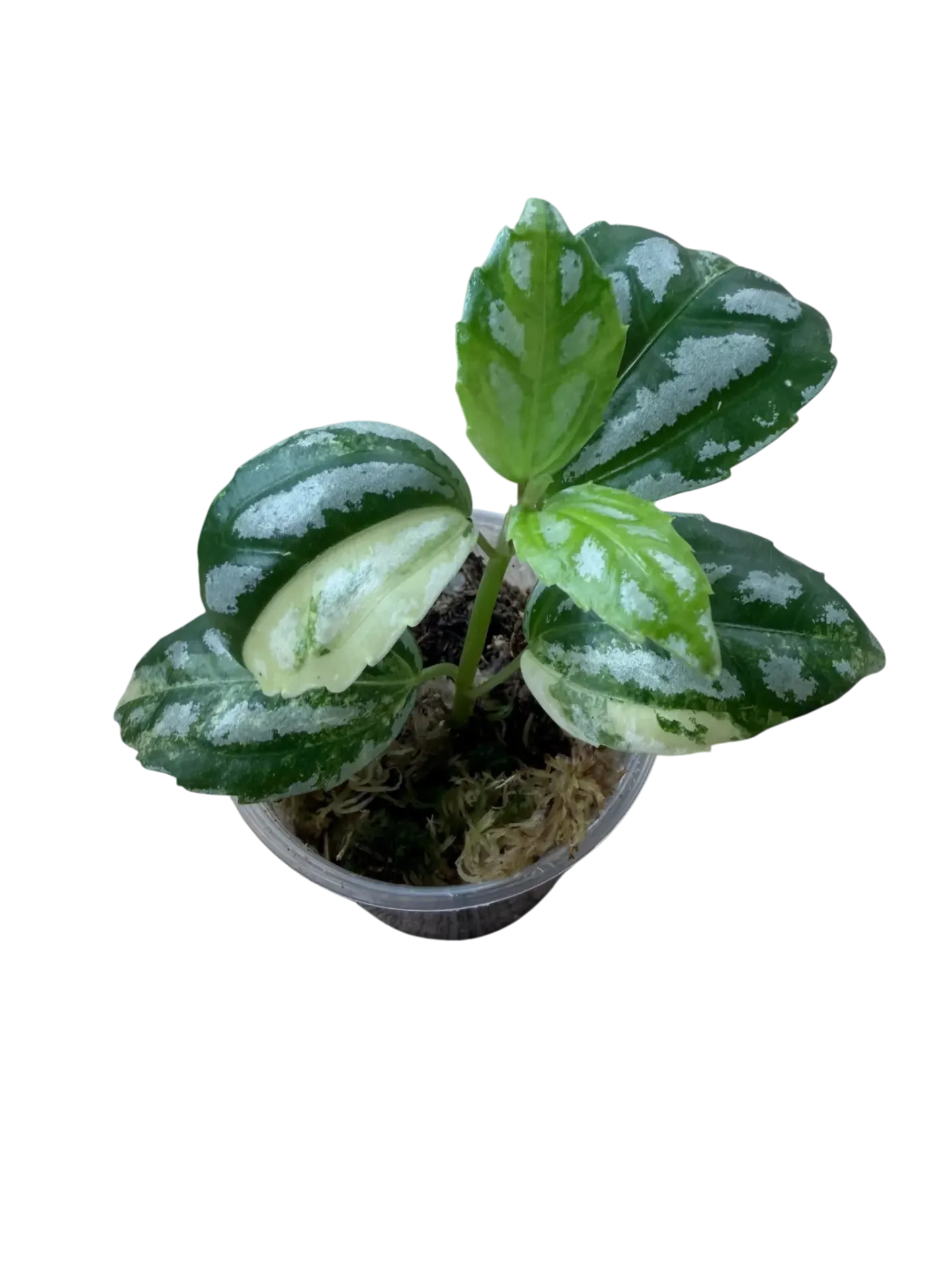 Pilea Cadierei "Variegata" — Pot Ø 6 cm