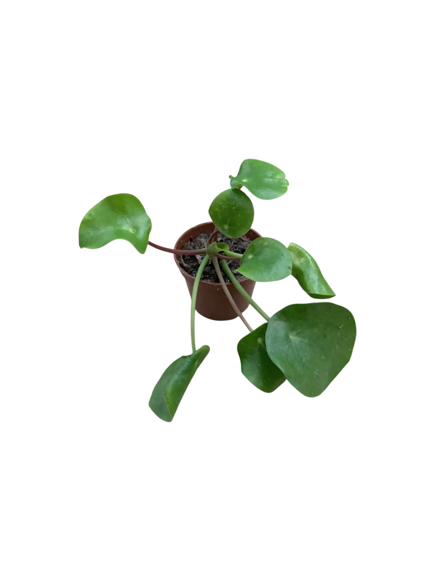 Pilea peperomioides — Pot Ø 5 cm