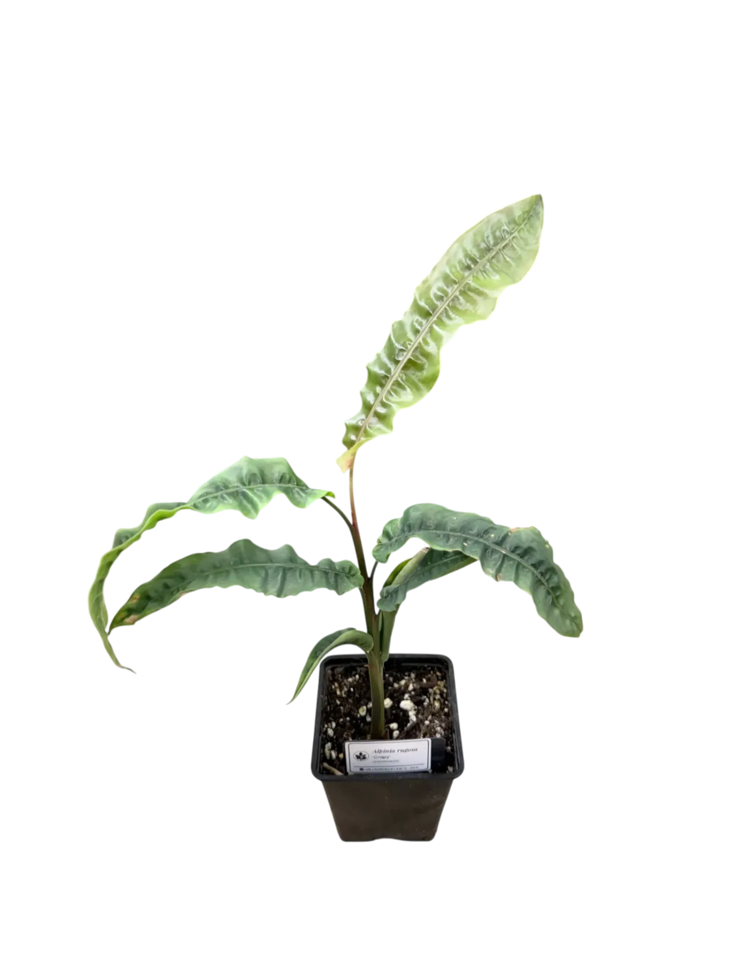 Alpinia rugosa "Crispy" — Pot Ø 10 cm