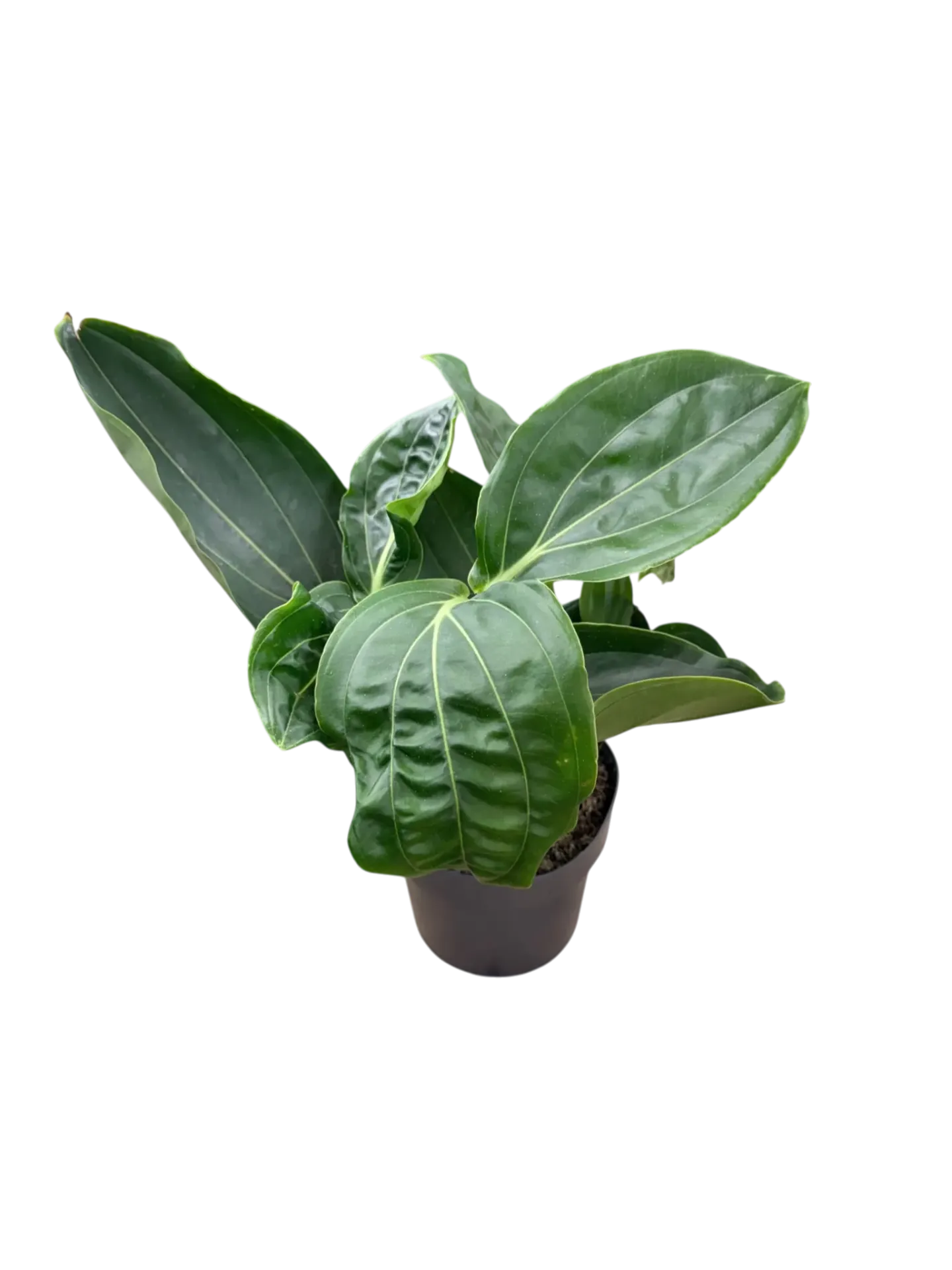 Medinilla magnifica — Pot Ø 16 cm (fleurit rose)