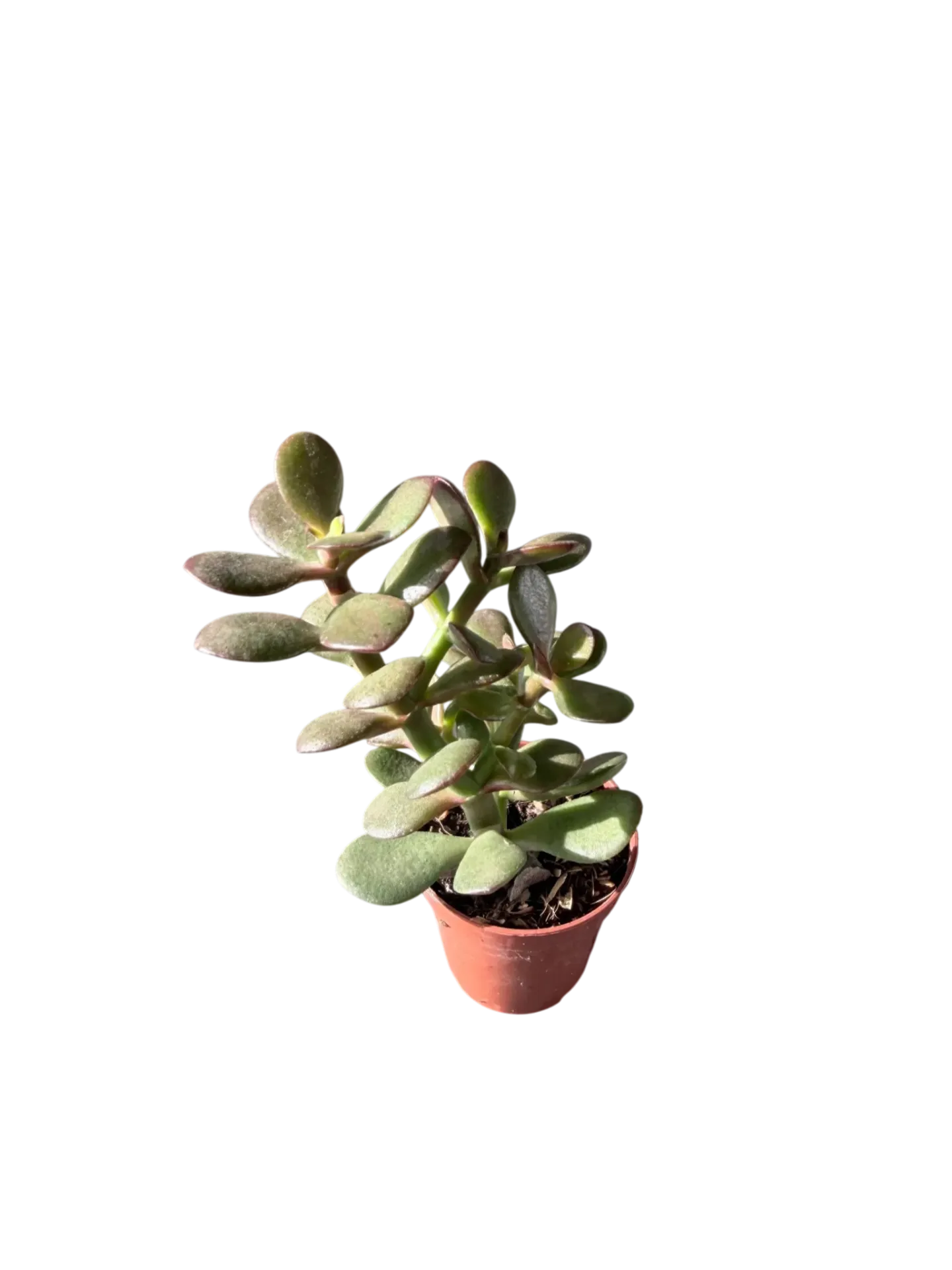 Crassula arborescens — Pot Ø 5 cm