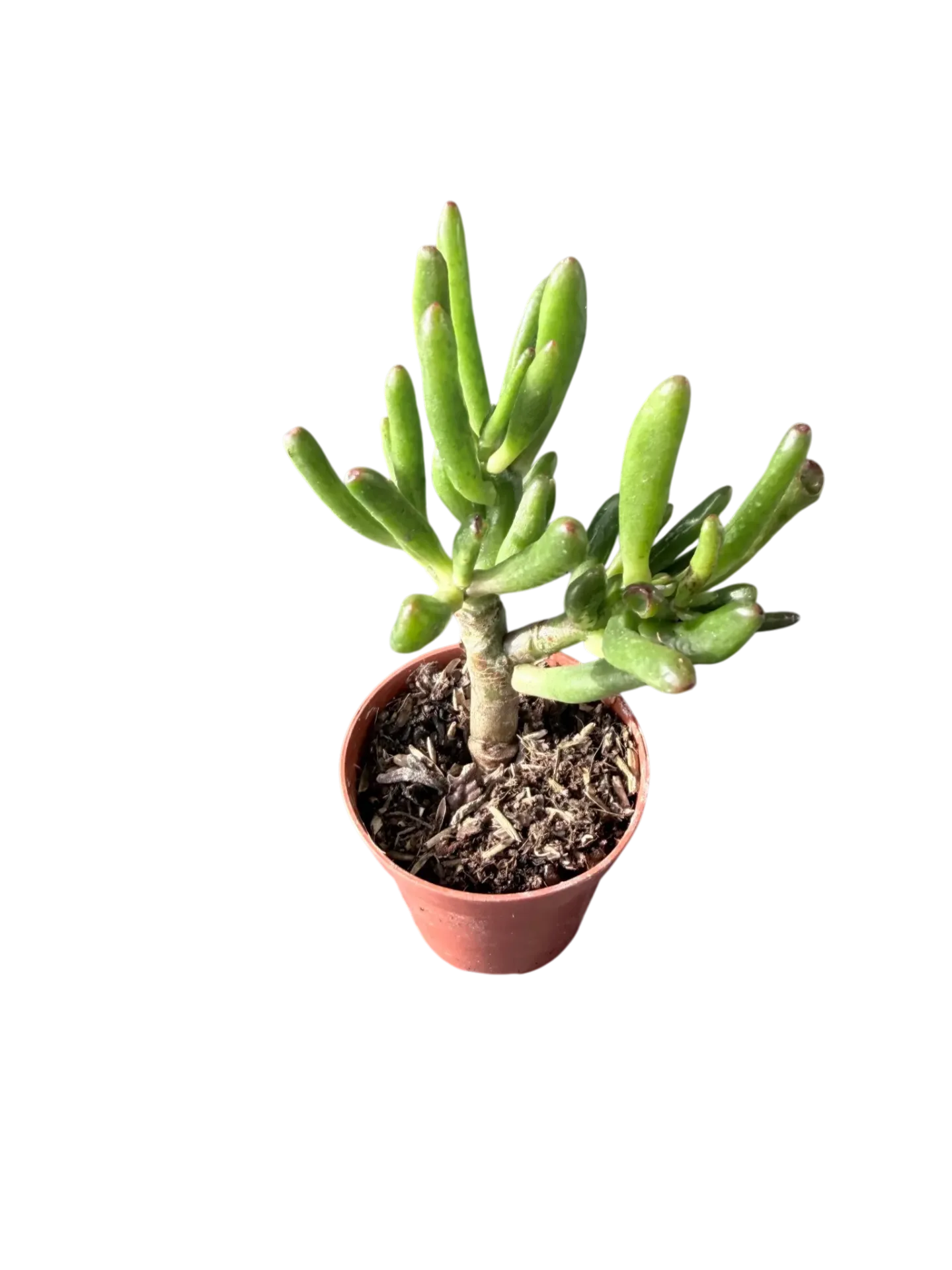 Crassula ovata "Gollum" — Pot Ø 5 cm