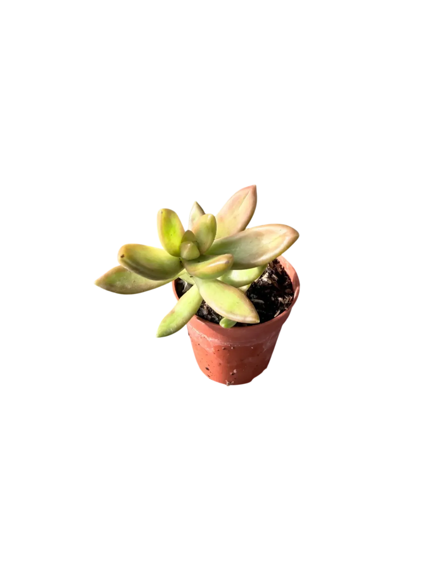 Sedum adolphii — Pot Ø 5 cm