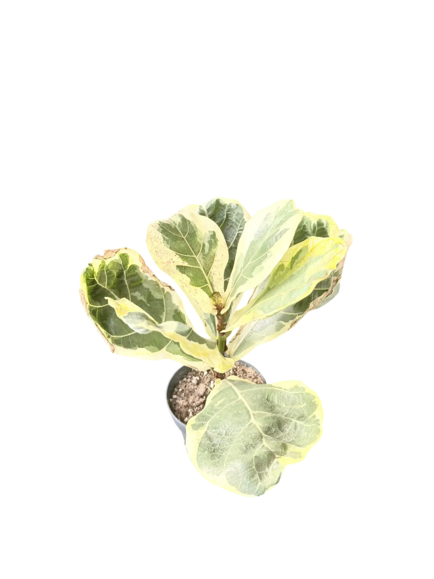 Ficus lyrata variegata — Pot Ø 14 cm
