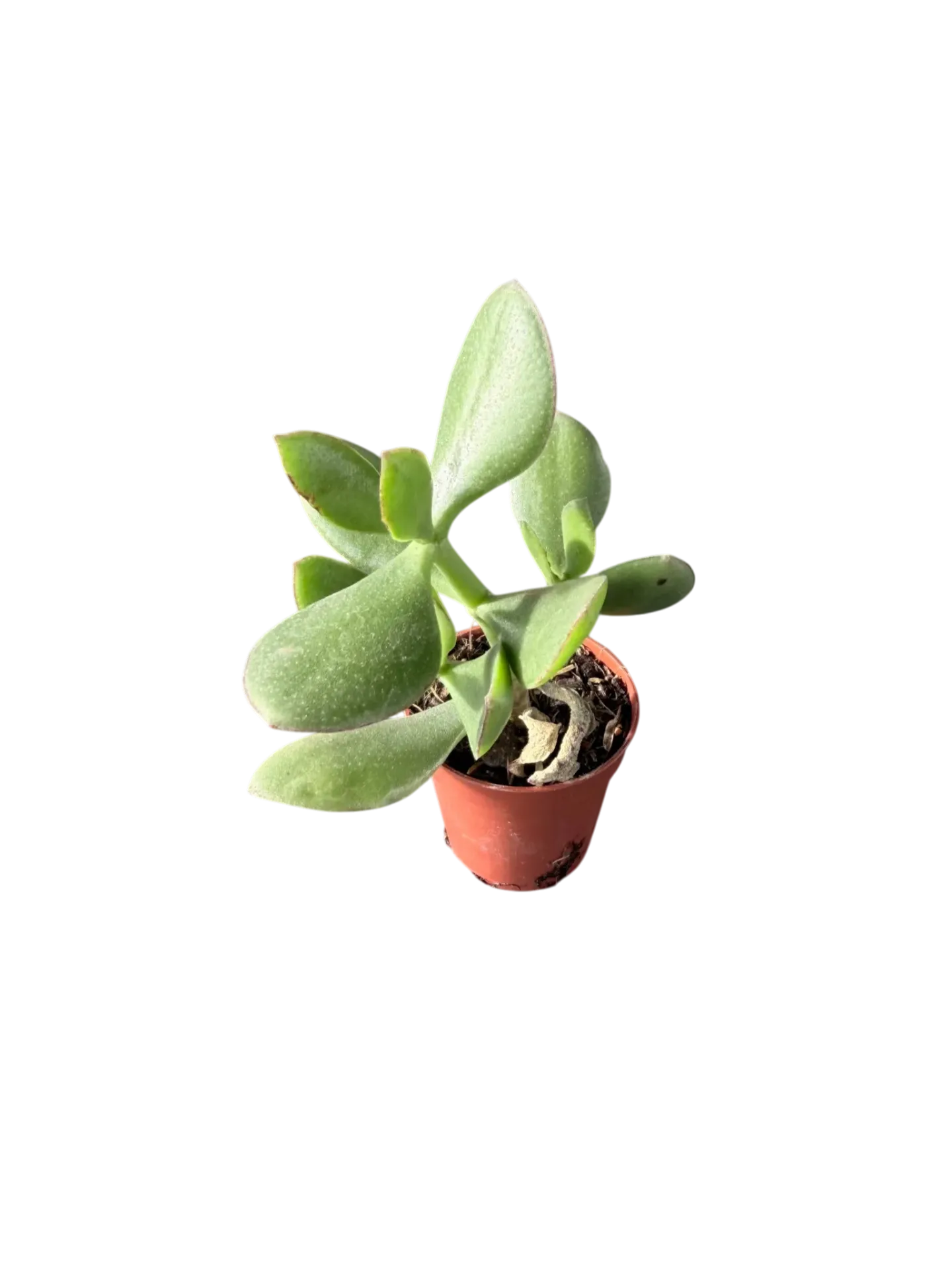Crassula ovata — Pot Ø 5 cm