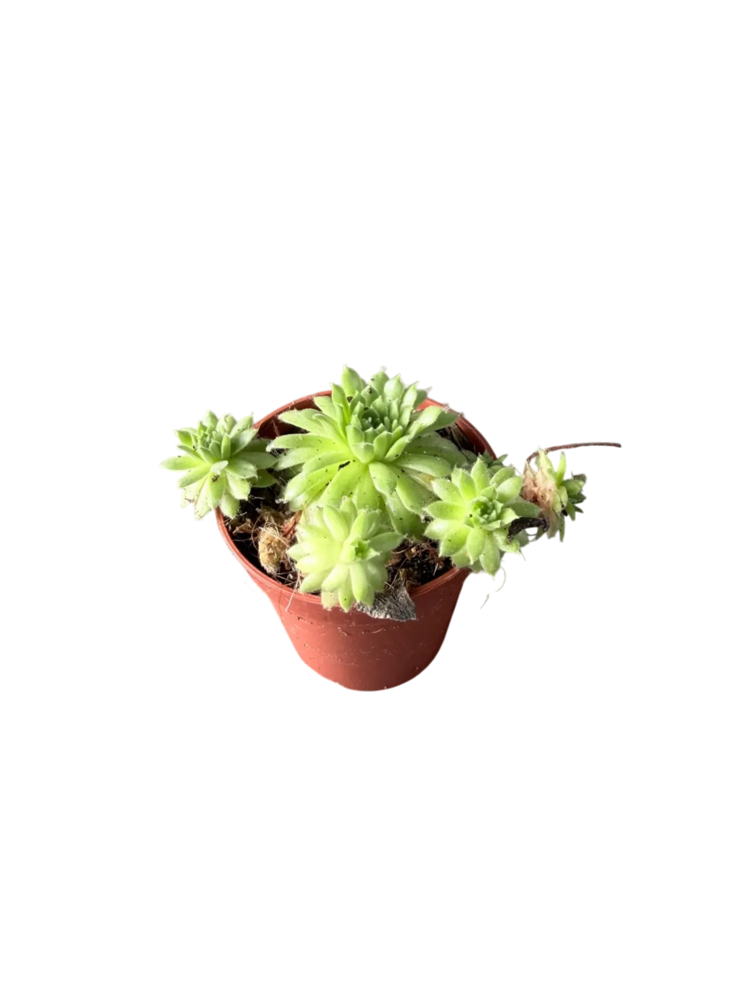 Sempervivum tectorum — Pot Ø 5 cm