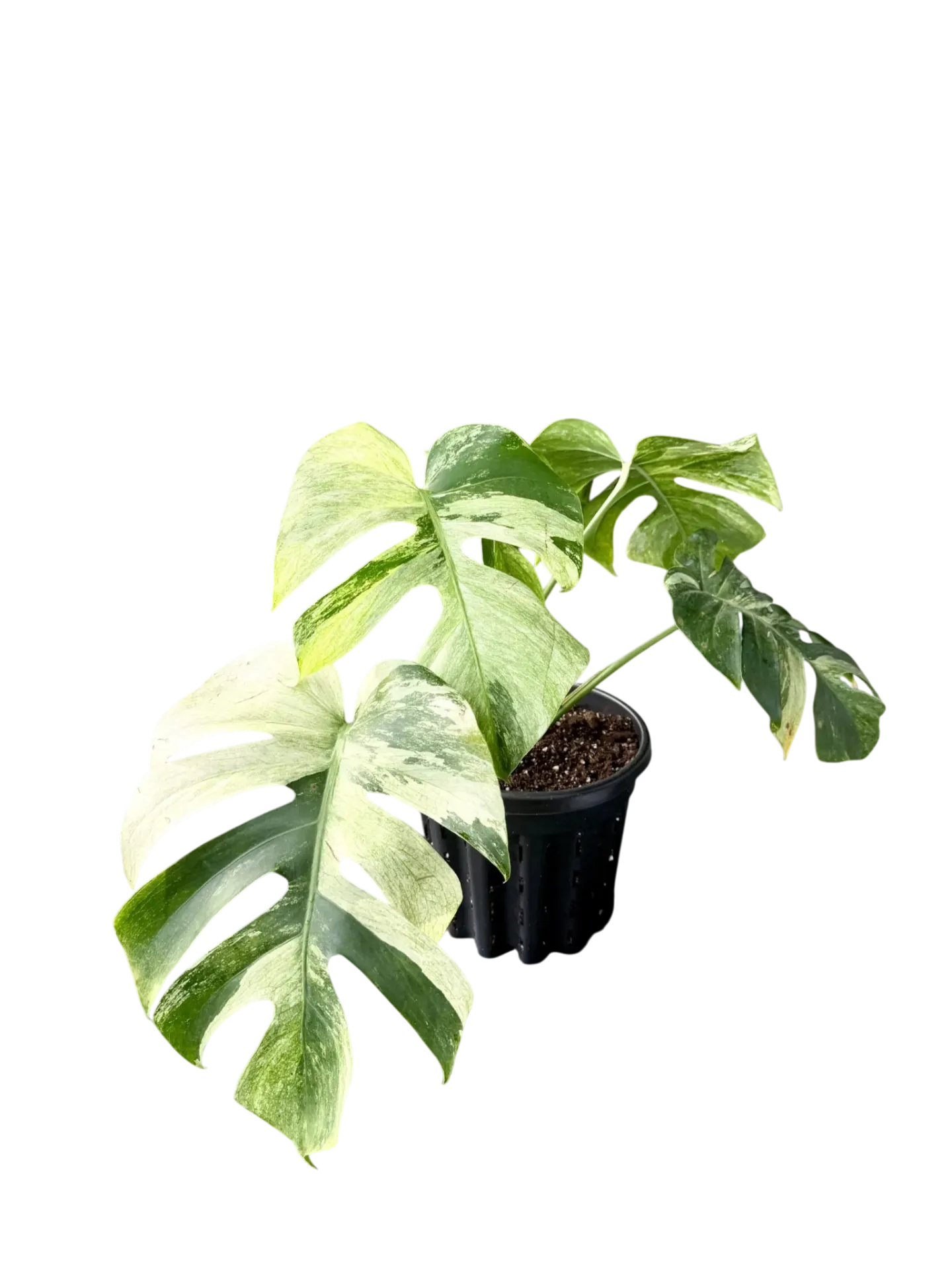 Monstera "Jungle Mint" — Pot ercole Ø 23 cm