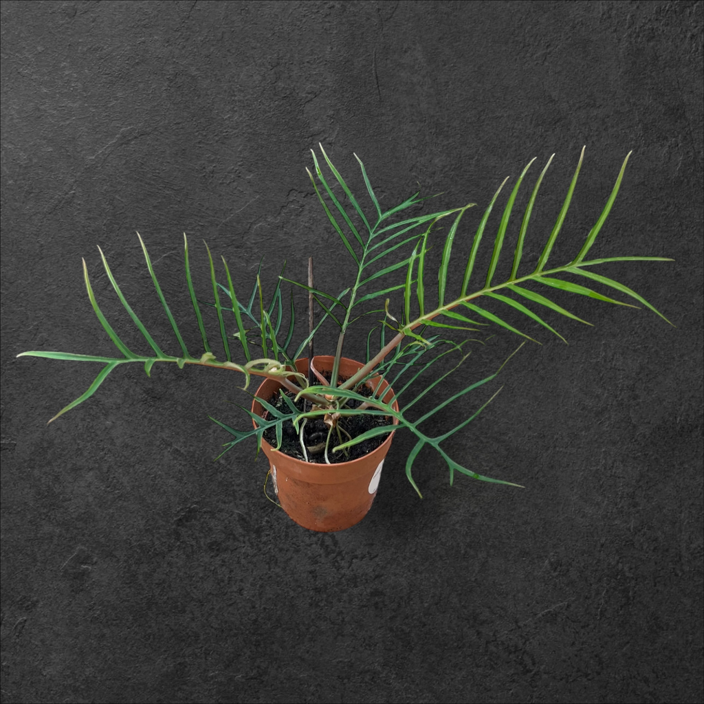 Philodendron Tortum