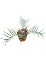 Philodendron Tortum
