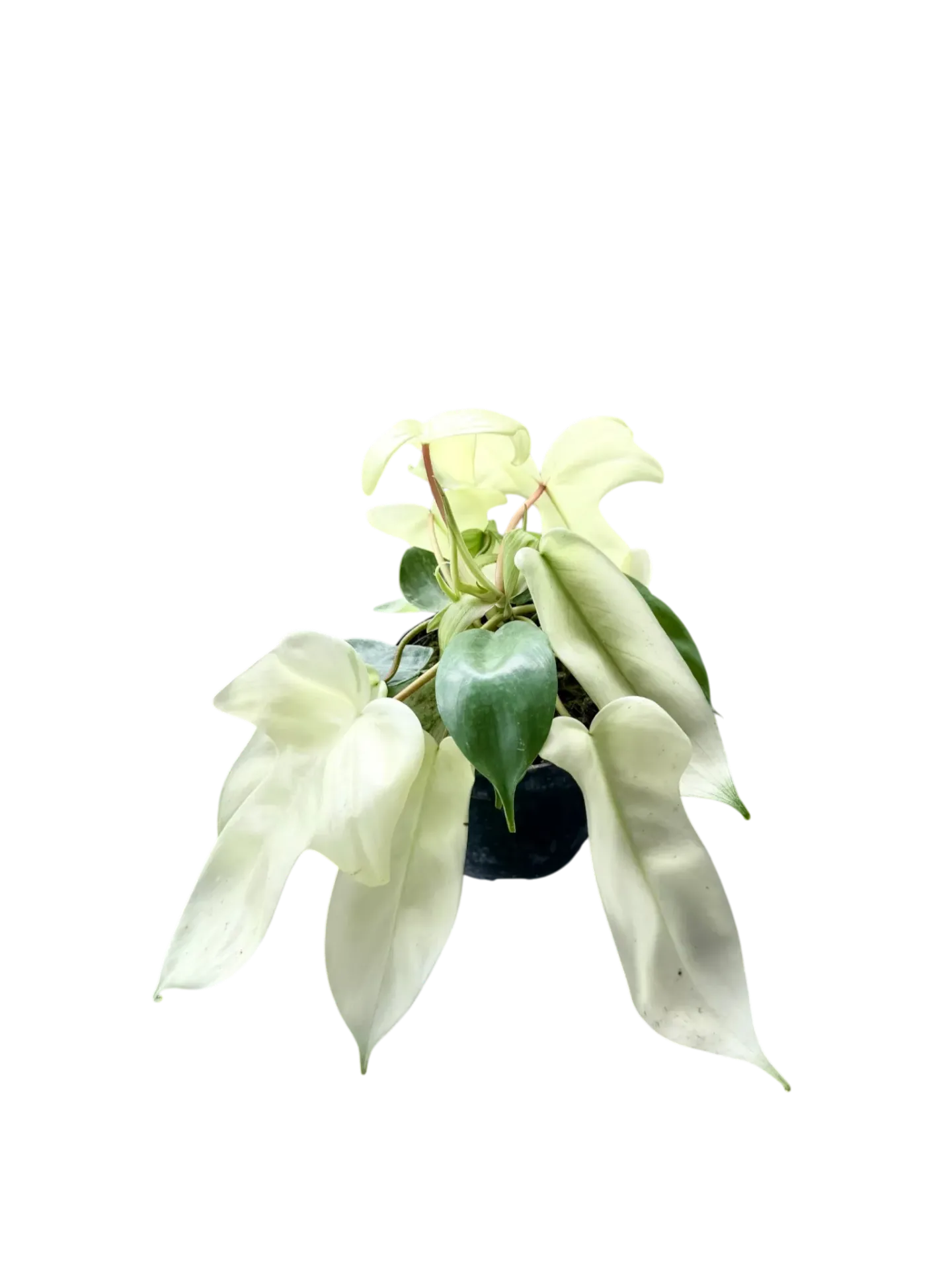Philodendron pedatum 'Florida Ghost' — Pot Ø 12 cm (M)