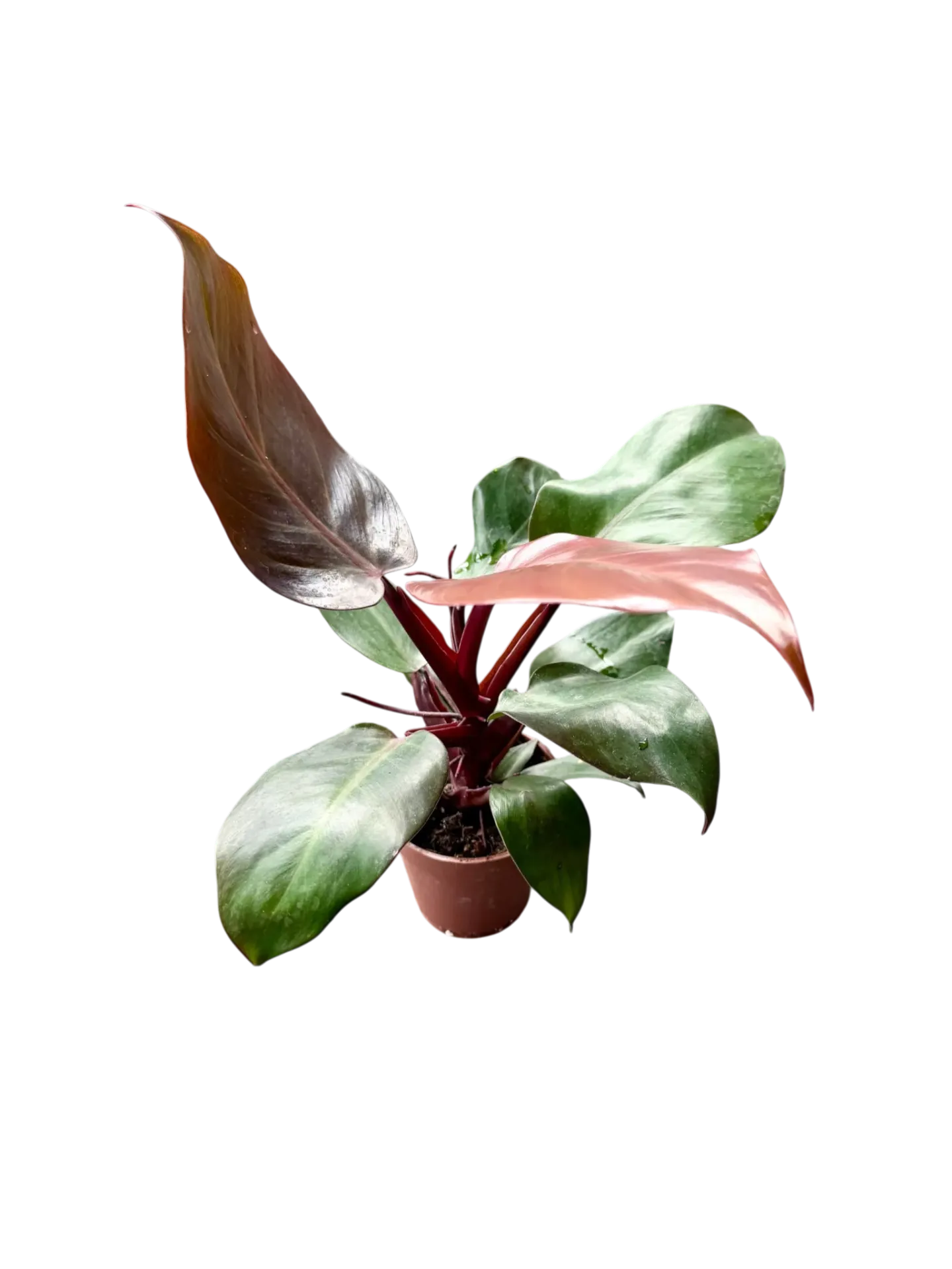 Philodendron erubescens hybride "Copper" — Pot Ø 12 cm