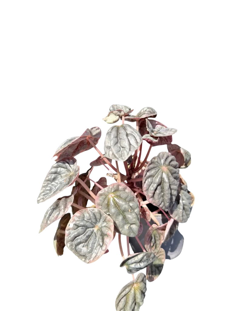 Peperomia caperata 'Abricos' — Pot Ø 12 cm