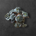 Peperomia Caperata « abricot »