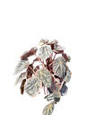 Peperomia caperata 'Abricos' — Pot Ø 12 cm