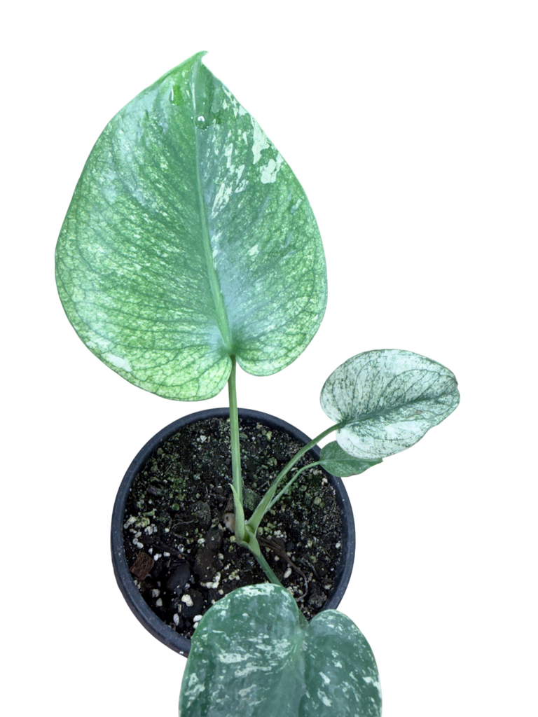 Monstera deliciosa Mint 'White Monster' — Pot ercole Ø 14 cm