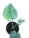 Monstera deliciosa Mint 'White Monster' — Pot ercole Ø 14 cm