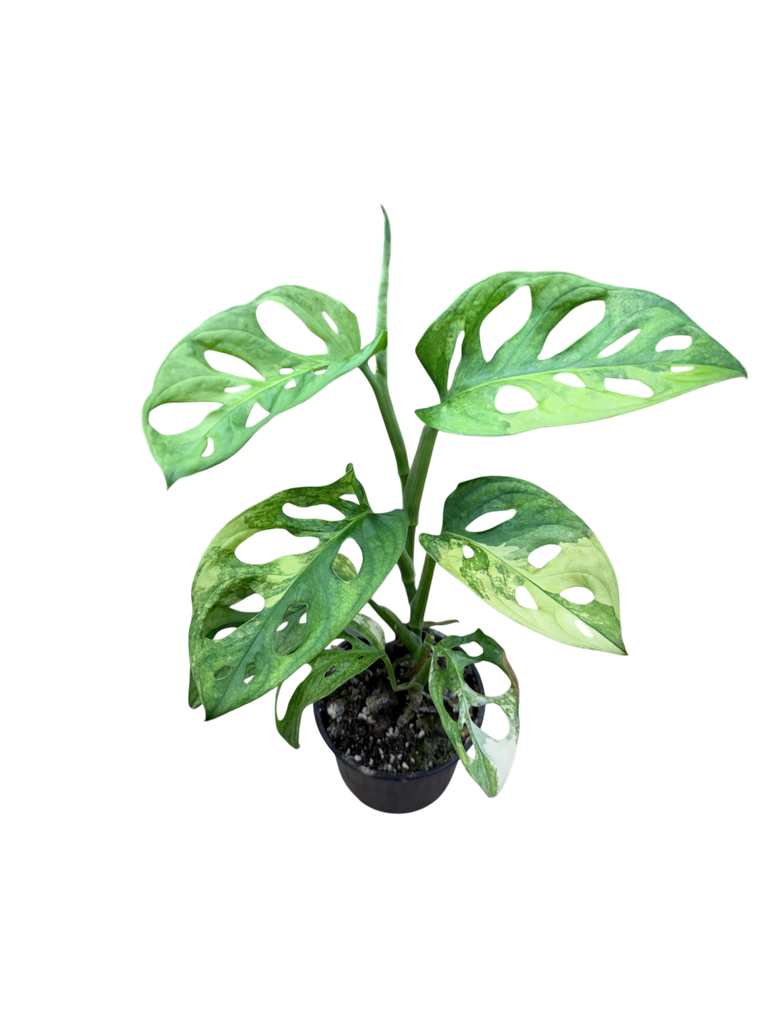 Monstera adansonii 'Aurea Variegata' — Pot Ø 10 cm (Individu A)