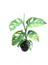 Monstera adansonii 'Aurea Variegata' — Pot Ø 10 cm