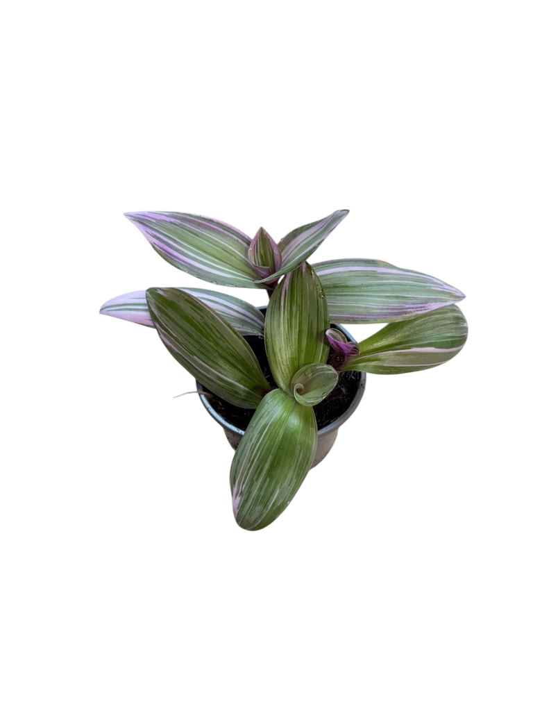 Tradescantia Zebrina « Nanouk »