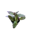 Tradescantia Zebrina « Nanouk »