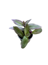 Tradescantia Zebrina « Nanouk »