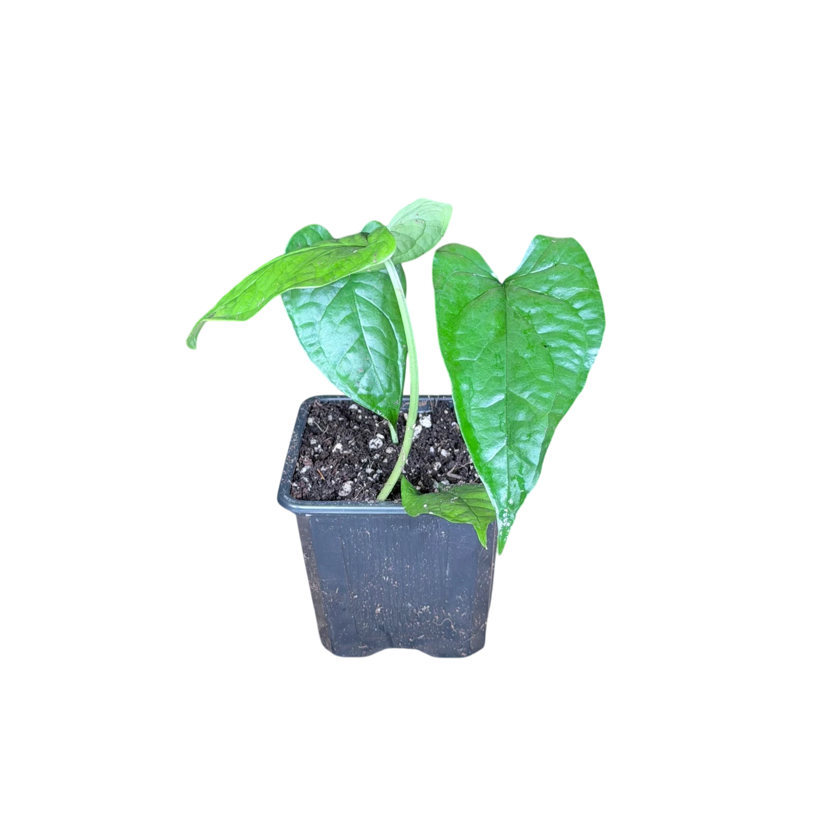 Monstera membranacea 'Madison' — Pot Ø 7 cm