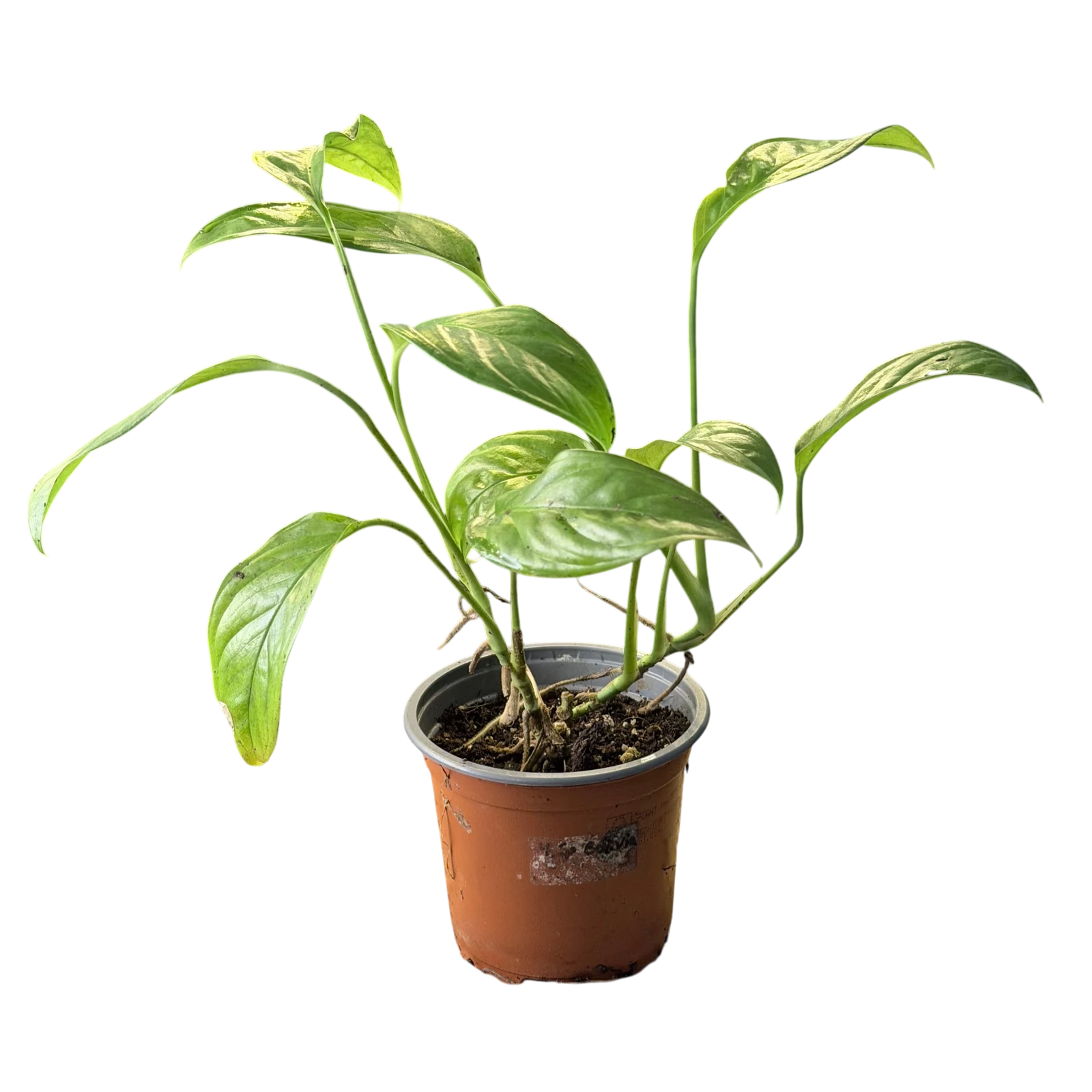 Monstera obliqua 'Bolivia' — Pot Ø 10 cm