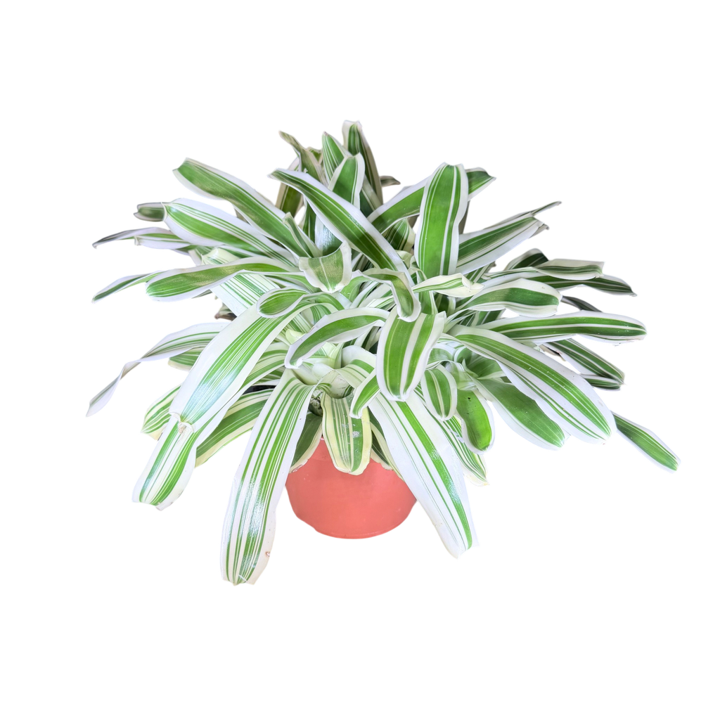 Neoregelia 'Variegata' (XL · pot Ø 12 cm)
