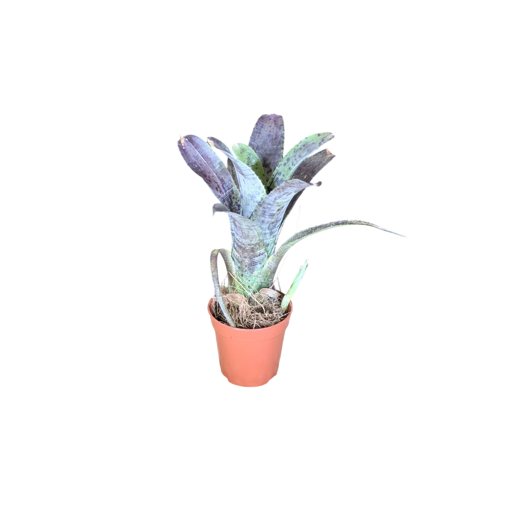 Neoregelia 'Pauciflora' (A · pot Ø 5 cm)