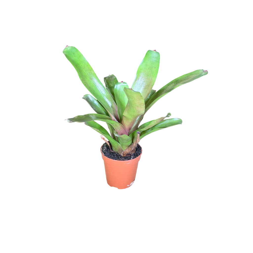 Neoregelia 'Fire Ball' (A · pot Ø 5 cm)
