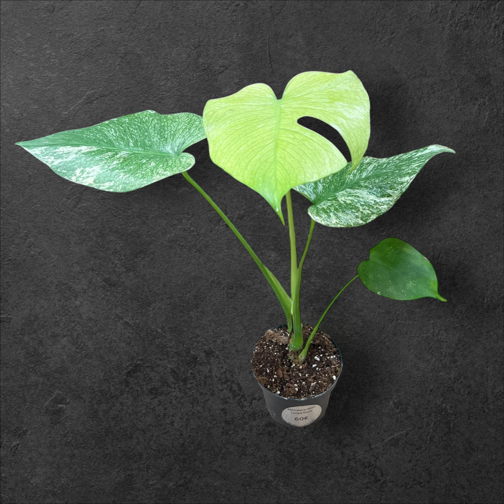 Monstera « Mint » large form 