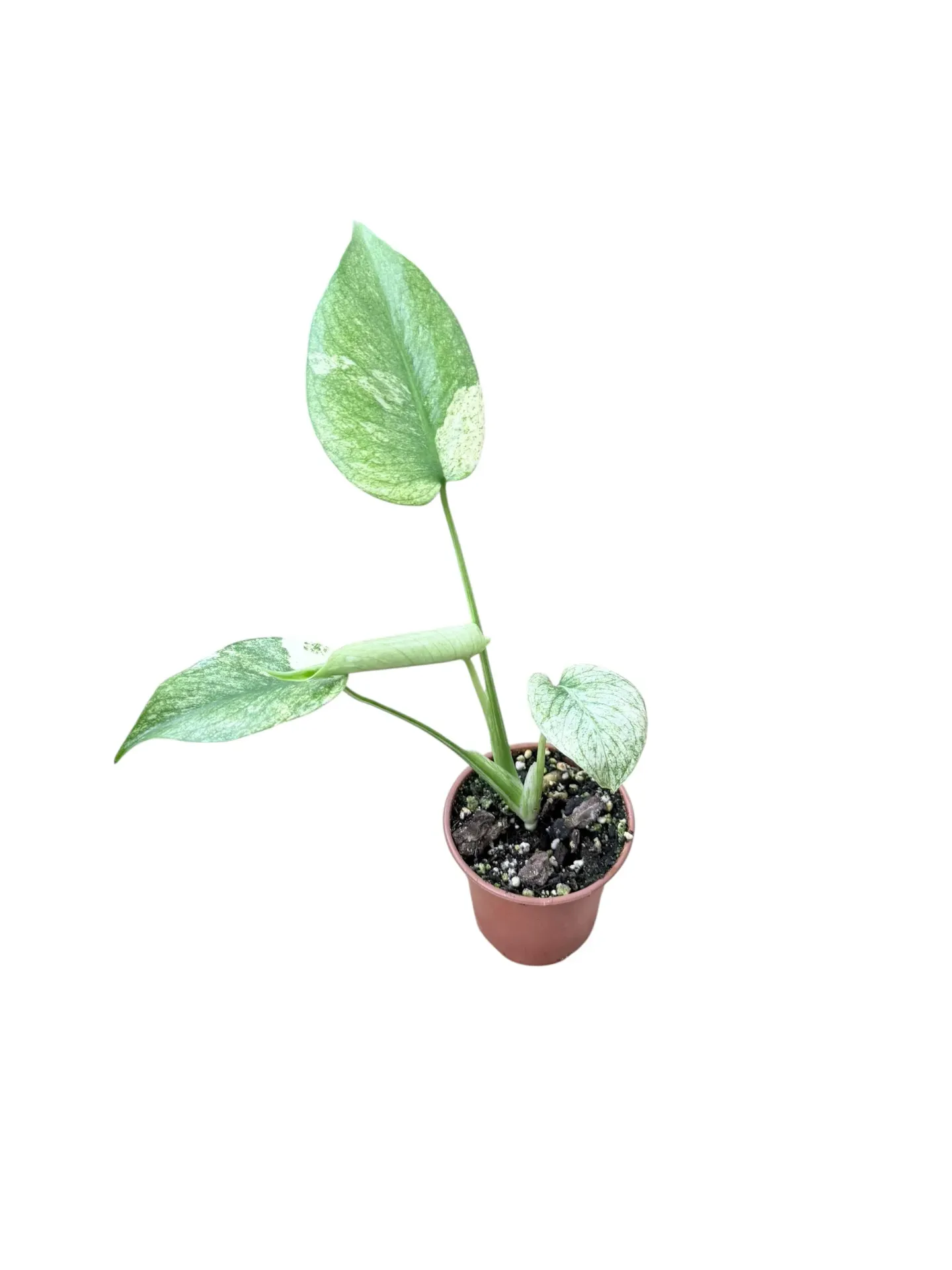 Monstera deliciosa Mint 'White Monster' — Pot Ø 10 cm