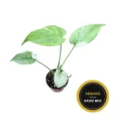 Monstera deliciosa Mint 'White Monster' — Pot Ø 10 cm
