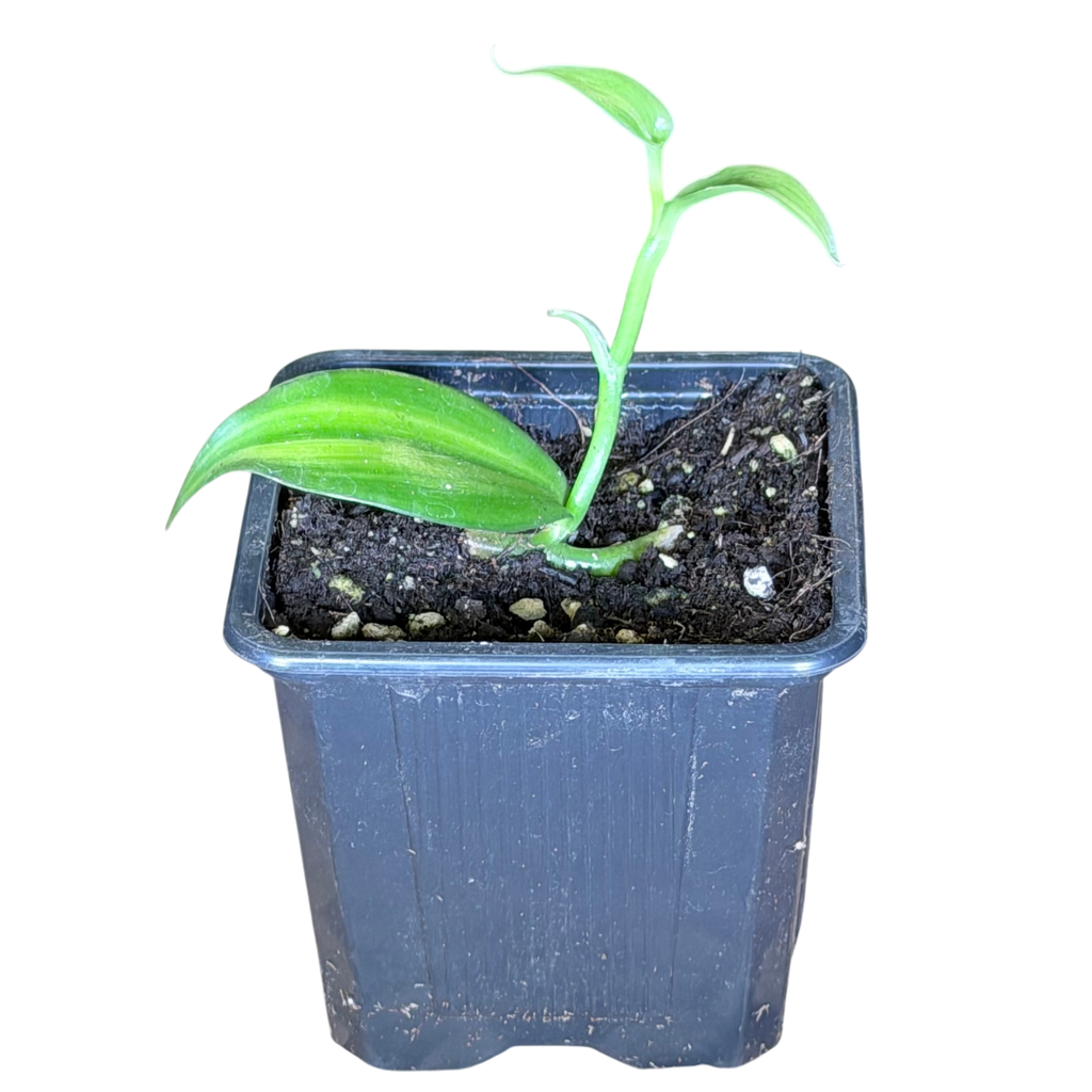 Vanilla planifolia variegata (A · pot Ø 5 cm)