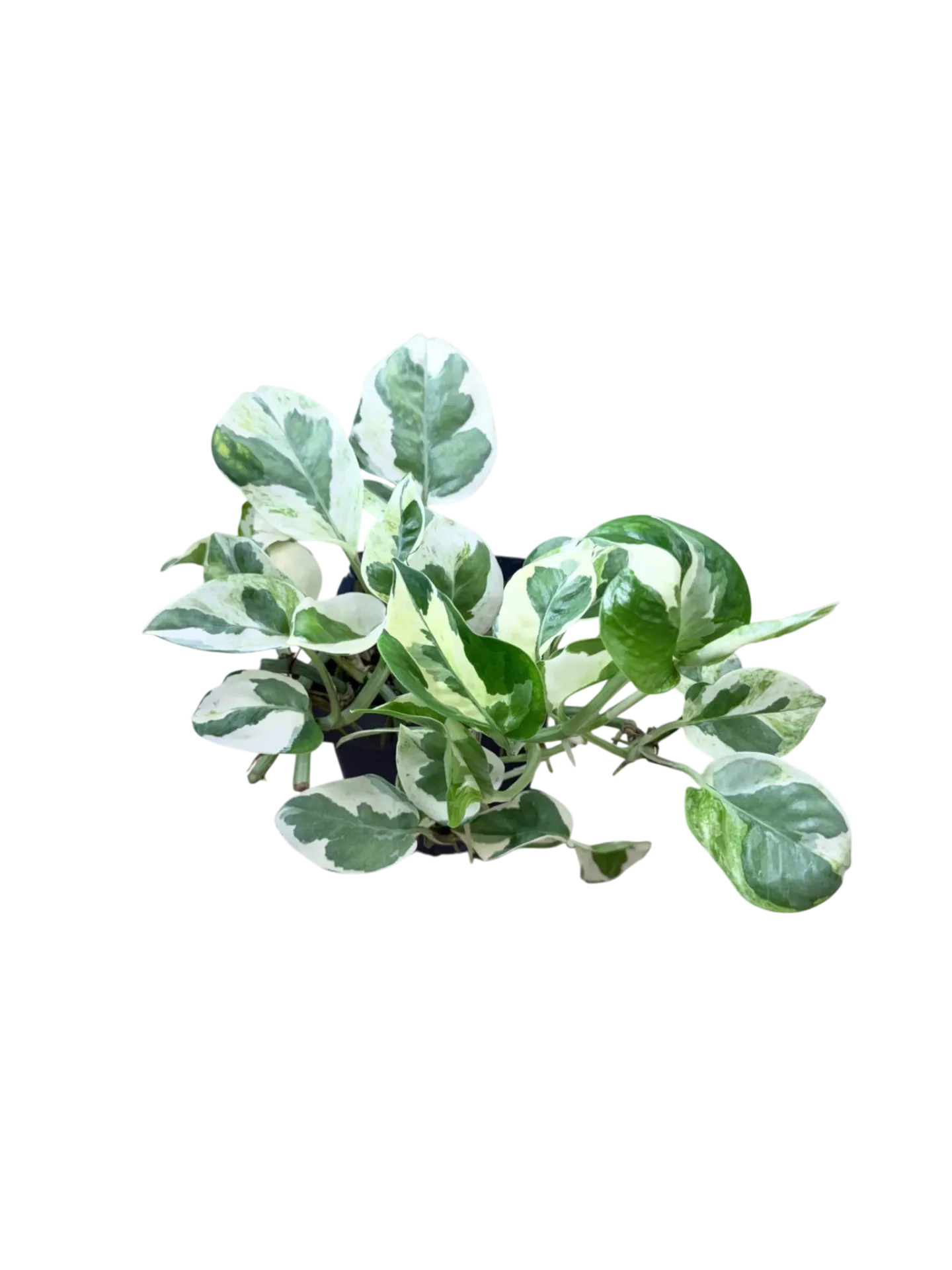 Epipremnum aureum "N'Joy" — Pot Ø 10cm