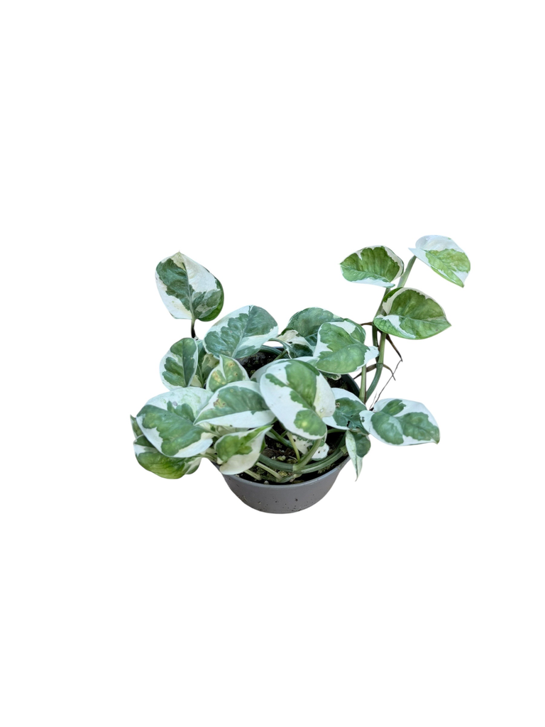 Epipremnum aureum « N’Joy »